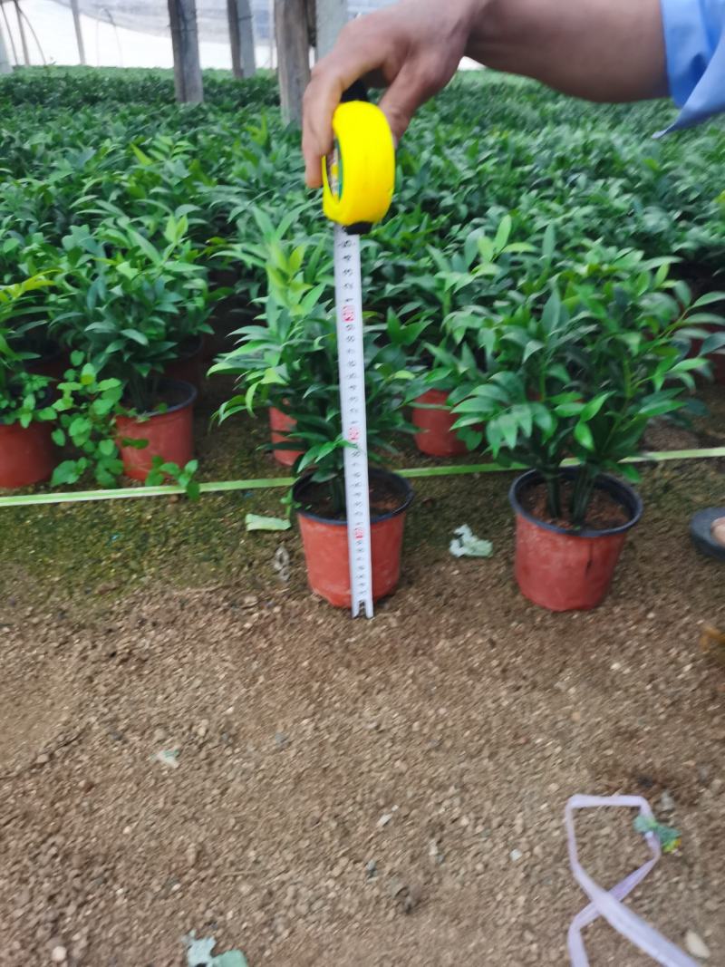 精品四季平安竹柏，10至12枝，有驱蚊效果。