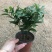 精品四季平安竹柏，10至12枝，有驱蚊效果。