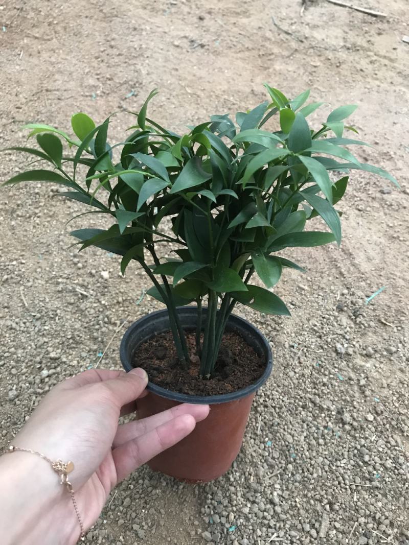 精品四季平安竹柏，10至12枝，有驱蚊效果。