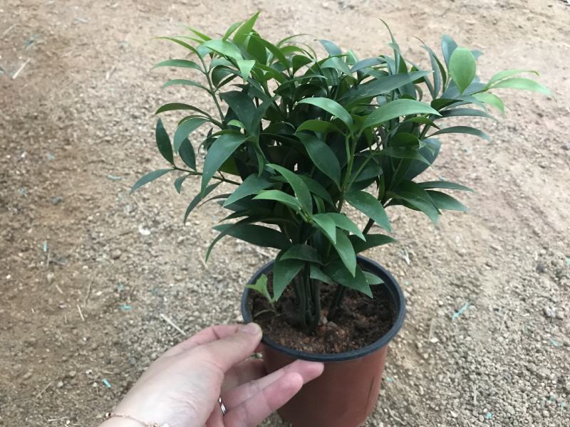 精品四季平安竹柏，10至12枝，有驱蚊效果。