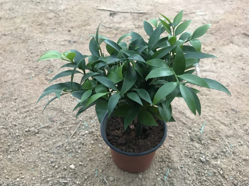 精品四季平安竹柏，10至12枝，有驱蚊效果。