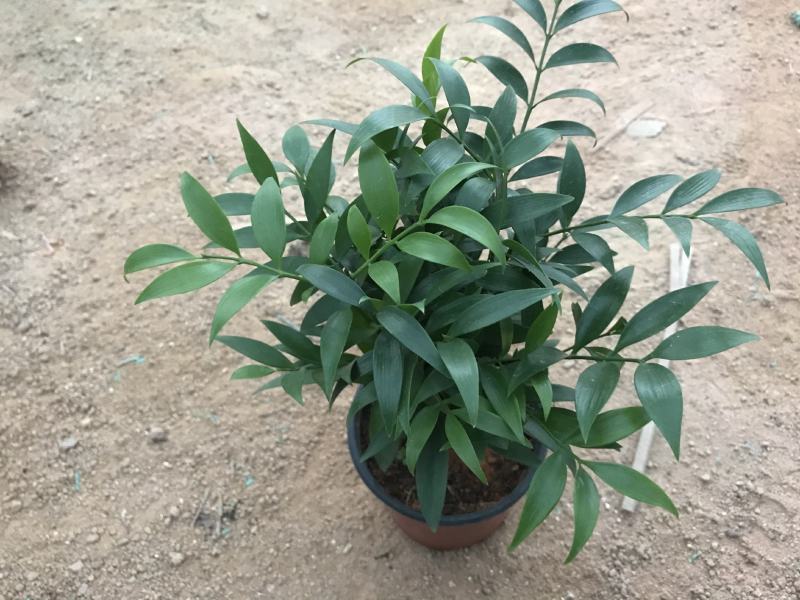 精品四季平安竹柏，10至12枝，有驱蚊效果。