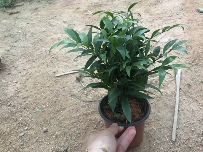 精品四季平安竹柏，10至12枝，有驱蚊效果。