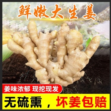 山东安丘黄姜产地批发视频看货精品优选量大优