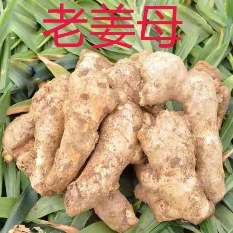 山东安丘黄姜产地批发视频看货精品优选量大优