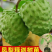 [热销]番荔枝苗台湾释迦果苗正品嫁接苗