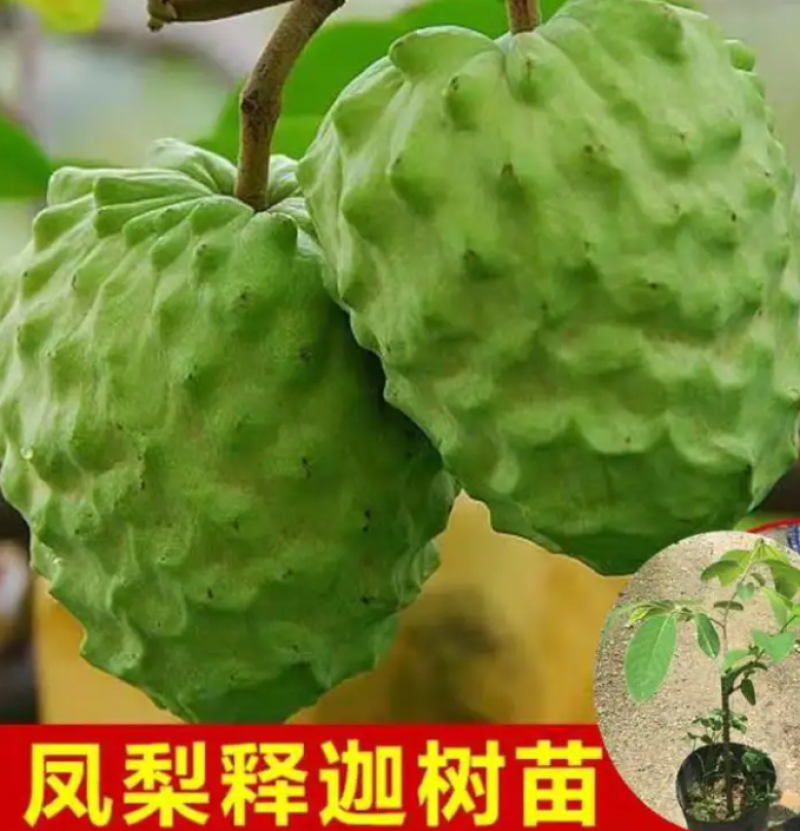 [热销]番荔枝苗台湾释迦果苗正品嫁接苗