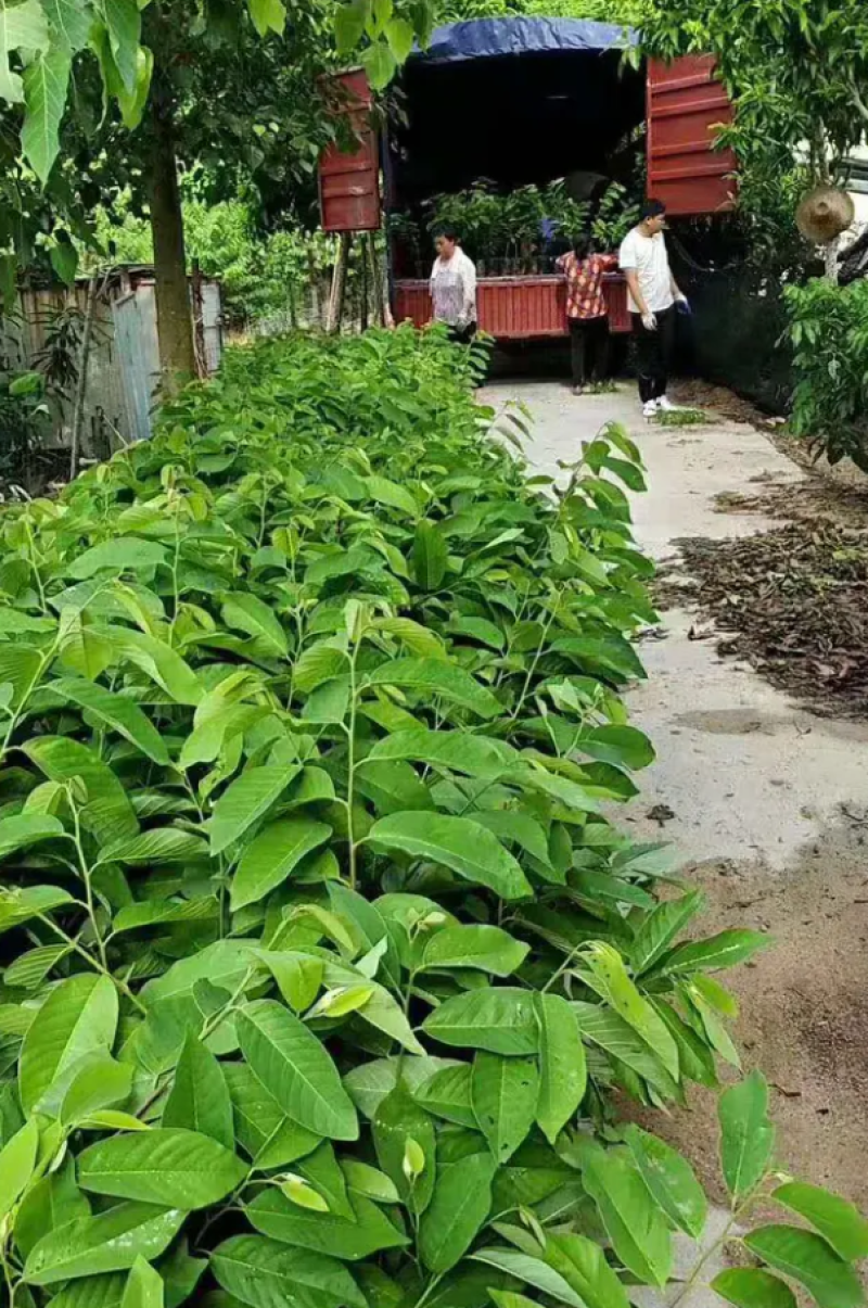 [热销]番荔枝苗台湾释迦果苗正品嫁接苗