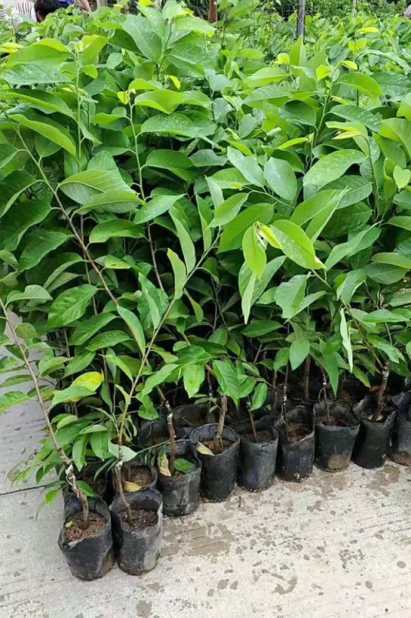 [热销]番荔枝苗台湾释迦果苗正品嫁接苗