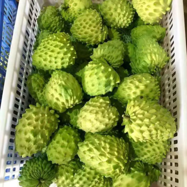 [热销]番荔枝苗台湾释迦果苗正品嫁接苗
