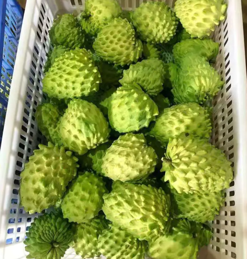 [热销]番荔枝苗台湾释迦果苗正品嫁接苗