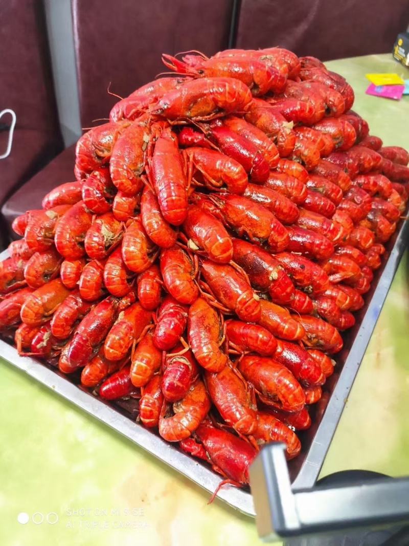 专业批发货鲜活小龙虾
