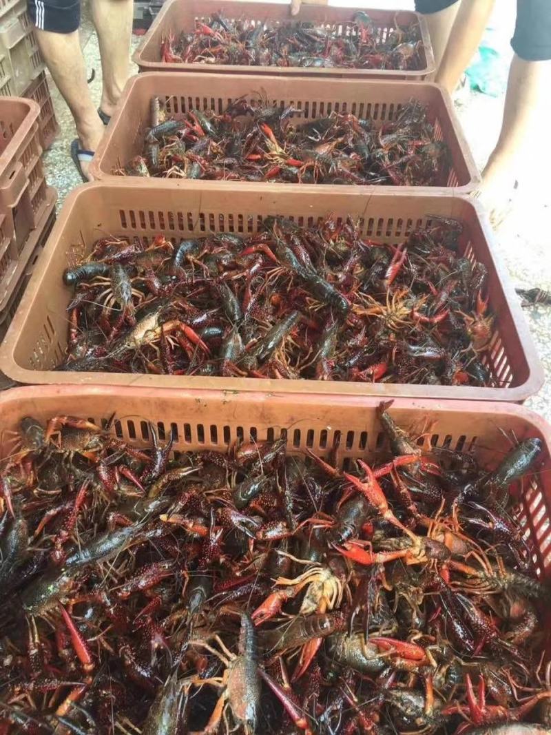 专业批发货鲜活小龙虾