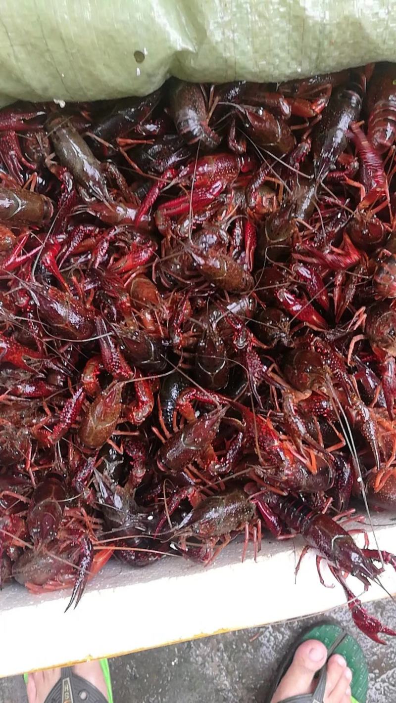 专业批发货鲜活小龙虾