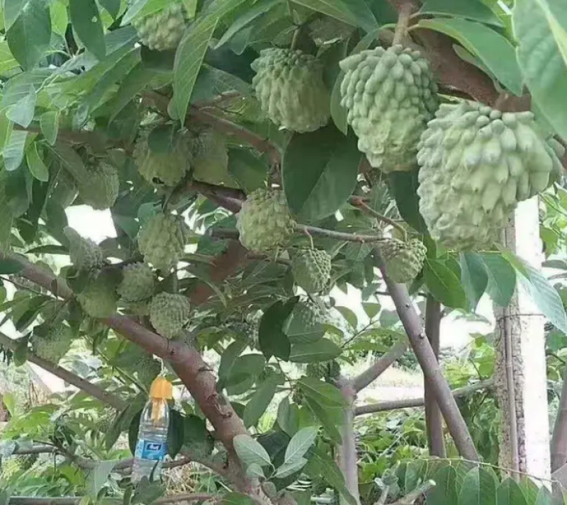 [热销]番荔枝苗台湾释迦果苗正品嫁接苗
