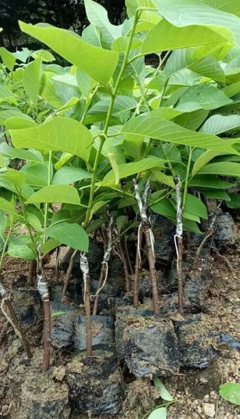 [热销]番荔枝苗台湾释迦果苗正品嫁接苗