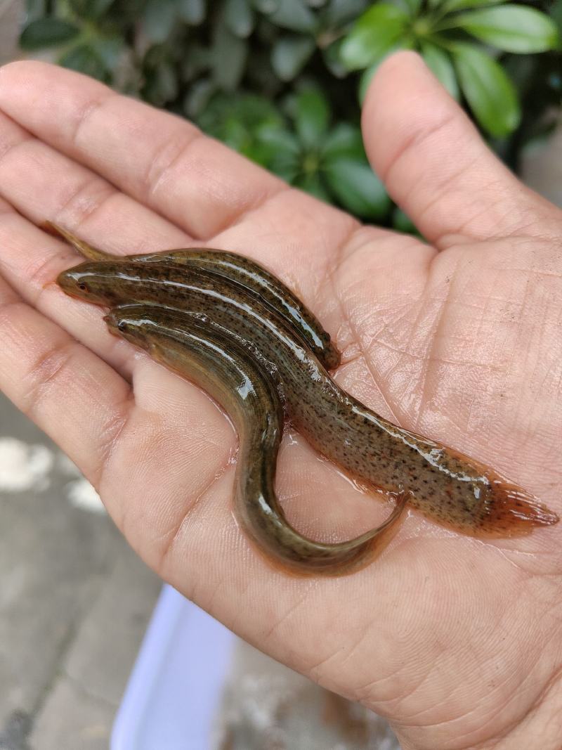 泥鳅苗、杂交泥鳅苗，一手货源，苗场直销，欢迎订购