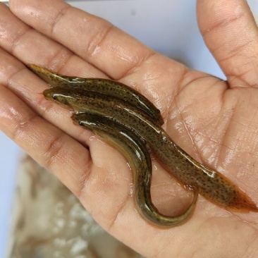 泥鳅苗、杂交泥鳅苗，一手货源，苗场直销，欢迎订购