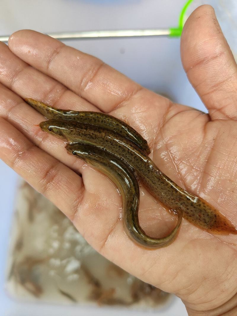 泥鳅苗、杂交泥鳅苗，一手货源，苗场直销，欢迎订购