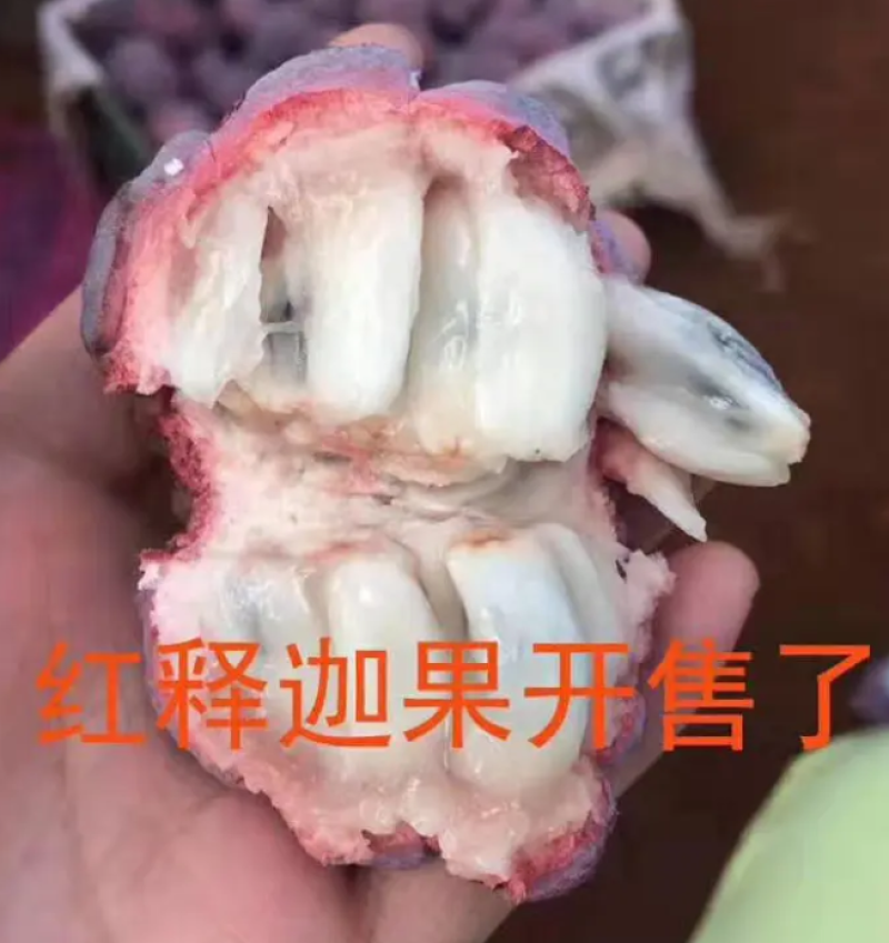 [热销]新品种红皮释迦果苗新加坡引进的苗只发正品苗