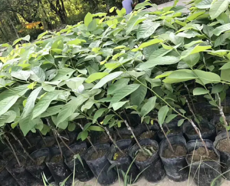 [热销]新品种红皮释迦果苗新加坡引进的苗只发正品苗