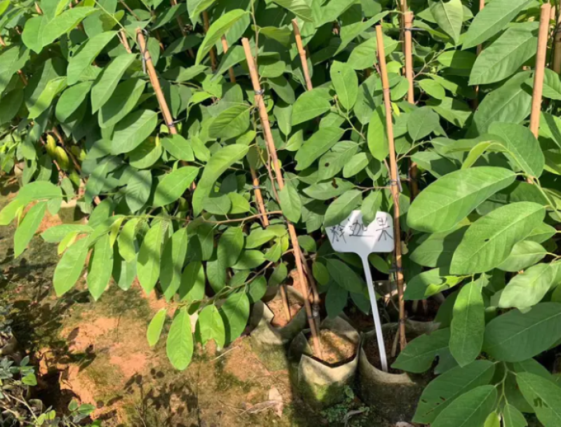 [热销]新品种红皮释迦果苗新加坡引进的苗只发正品苗