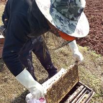 中蜂中华土蜜蜂自家养殖蜂群健康，60年的养蜂经验