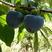 黑柿子树带营养盆，成活率高