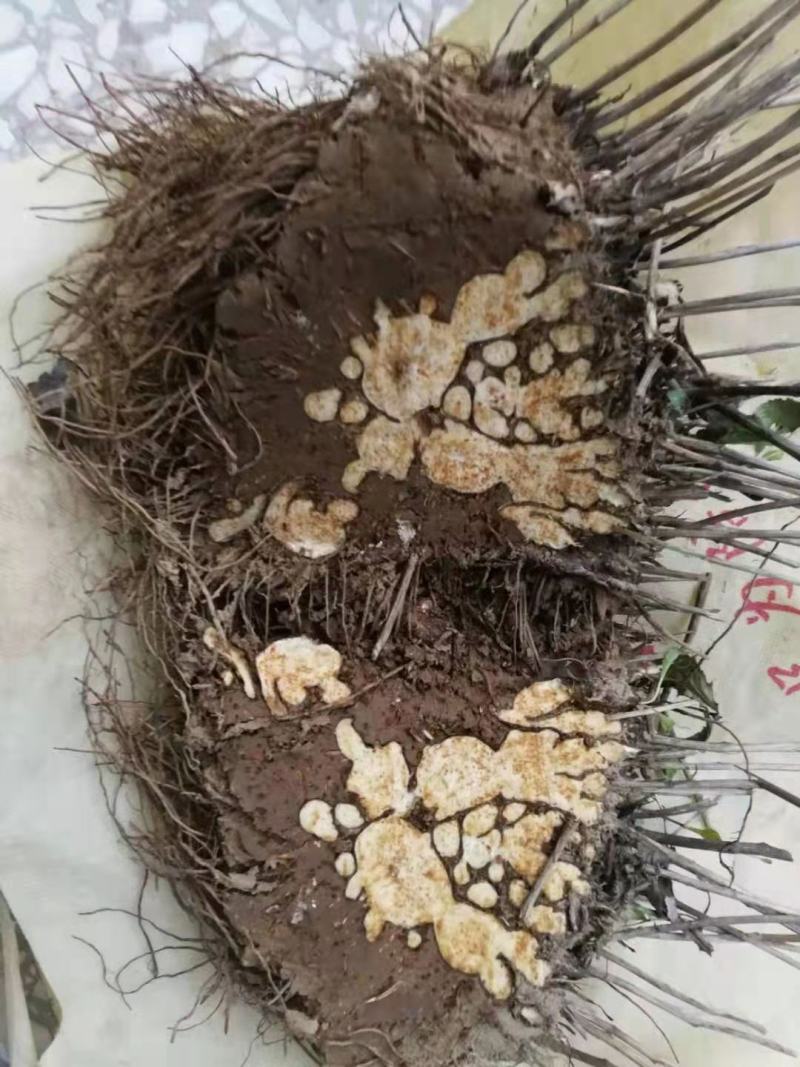 【推荐】苍术种子，北苍术，纯新种子保证质量假一赔十