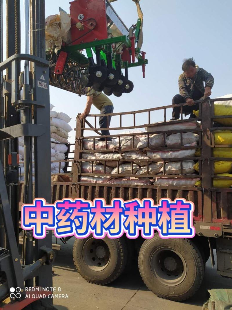 【推荐】苍术种子，北苍术，纯新种子保证质量假一赔十