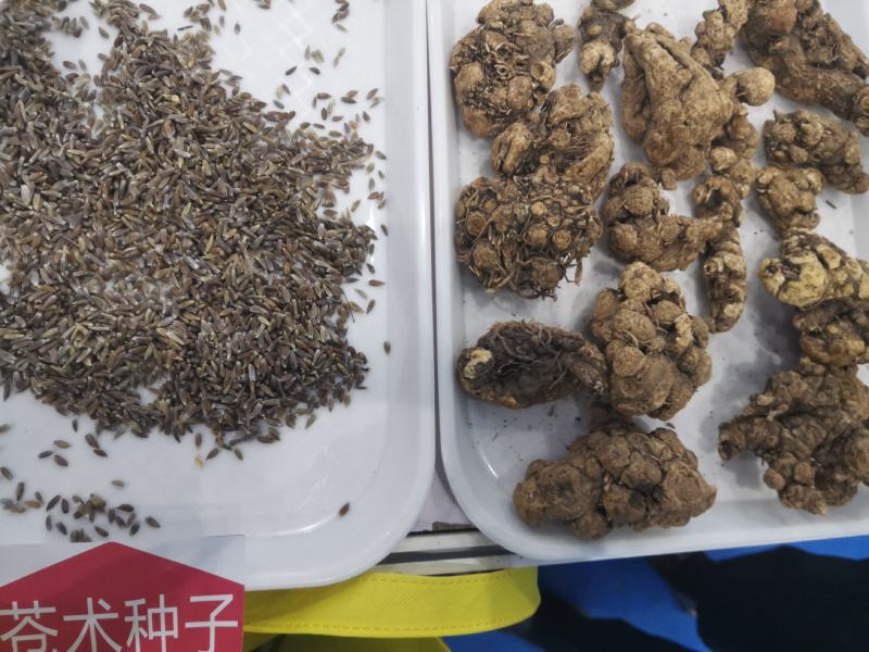 【推荐】苍术种子，北苍术，纯新种子保证质量假一赔十