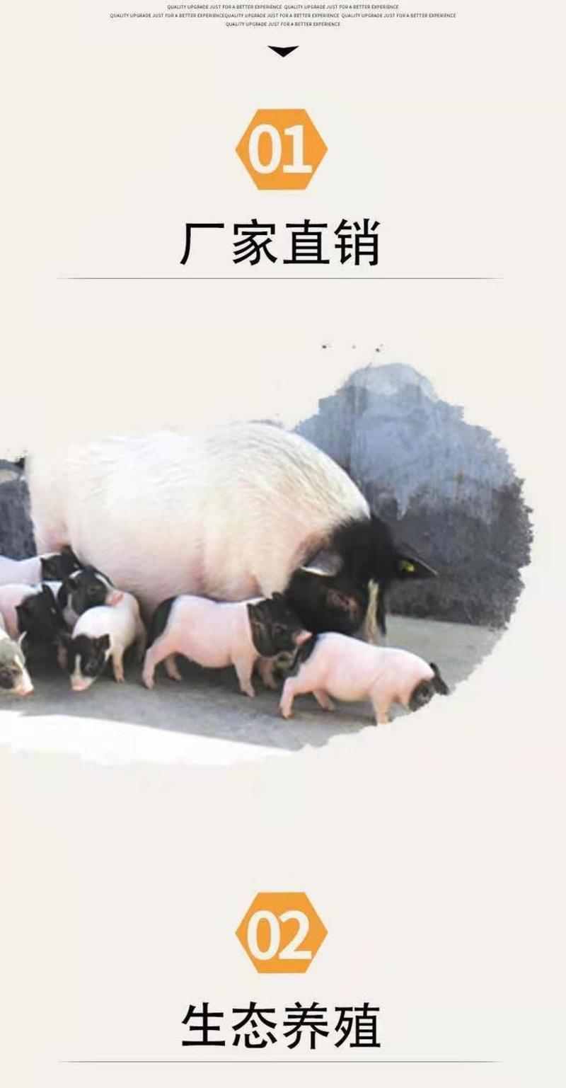 巴马香猪香猪、网红小香猪，养殖基地职工巴马香猪