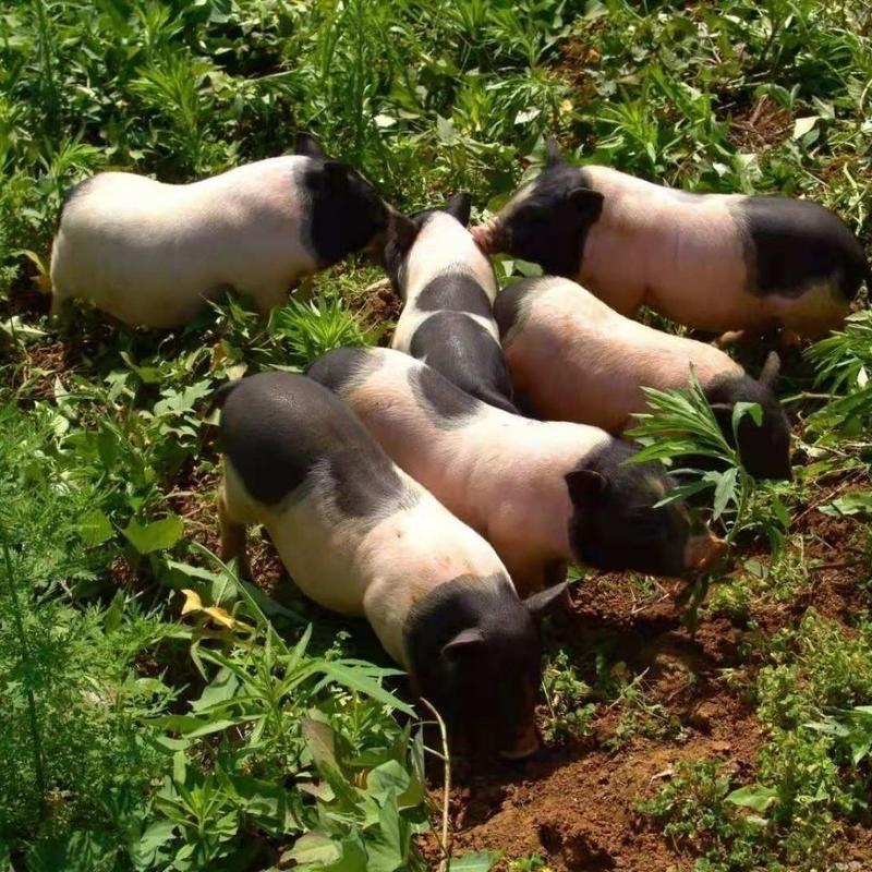 巴马香猪香猪、网红小香猪，养殖基地职工巴马香猪