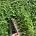 草莓番茄,草莓柿子、草莓果168,情怀柿二号,情怀果~