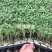 草莓番茄,草莓柿子、草莓果168,情怀柿二号,情怀果~