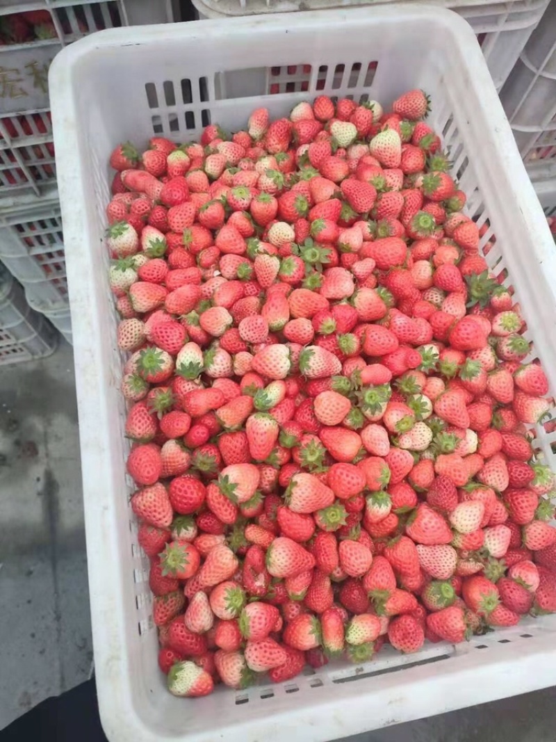 草莓饮料厂榨汁厂酒厂