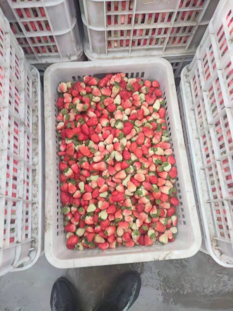 草莓饮料厂榨汁厂酒厂
