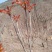 野生露天头茬红香椿芽上市了