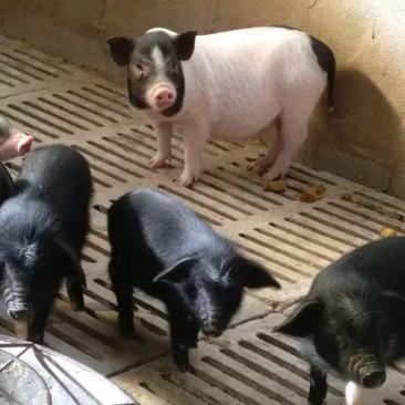 藏香猪养殖基地、批发藏香猪公母大小规格，种猪