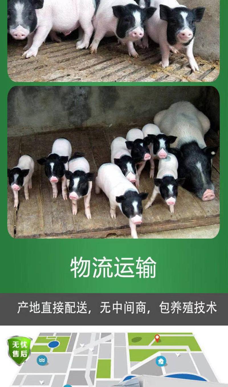 巴马香猪、仔猪活体种猪小香猪幼崽教养殖技术