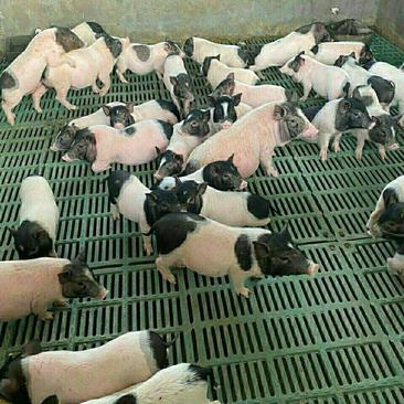 巴马香猪、仔猪活体种猪小香猪幼崽教养殖技术