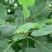 鹅掌楸树苗(俗称鹅掌木)