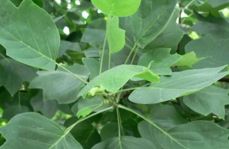 鹅掌楸树苗(俗称鹅掌木)