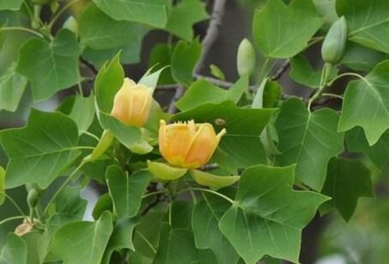 鹅掌楸树苗(俗称鹅掌木)