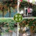凌霄花苗盆栽四季爬墙藤本植物美国炮仗大花浓香庭院阳台老桩