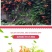 凌霄花苗盆栽四季爬墙藤本植物美国炮仗大花浓香庭院阳台老桩