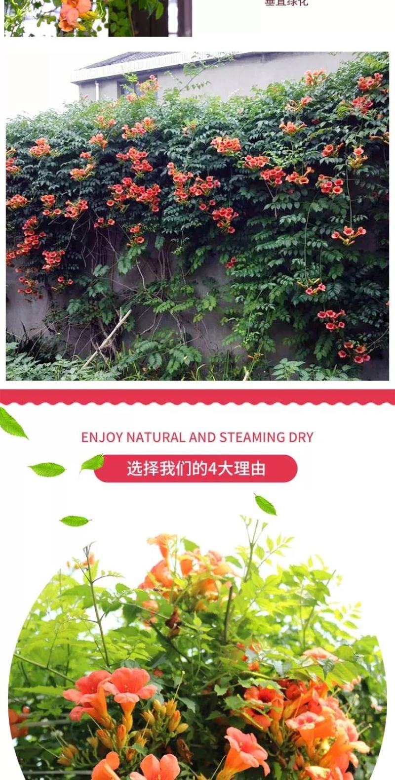 凌霄花苗盆栽四季爬墙藤本植物美国炮仗大花浓香庭院阳台老桩
