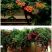 凌霄花苗盆栽四季爬墙藤本植物美国炮仗大花浓香庭院阳台老桩