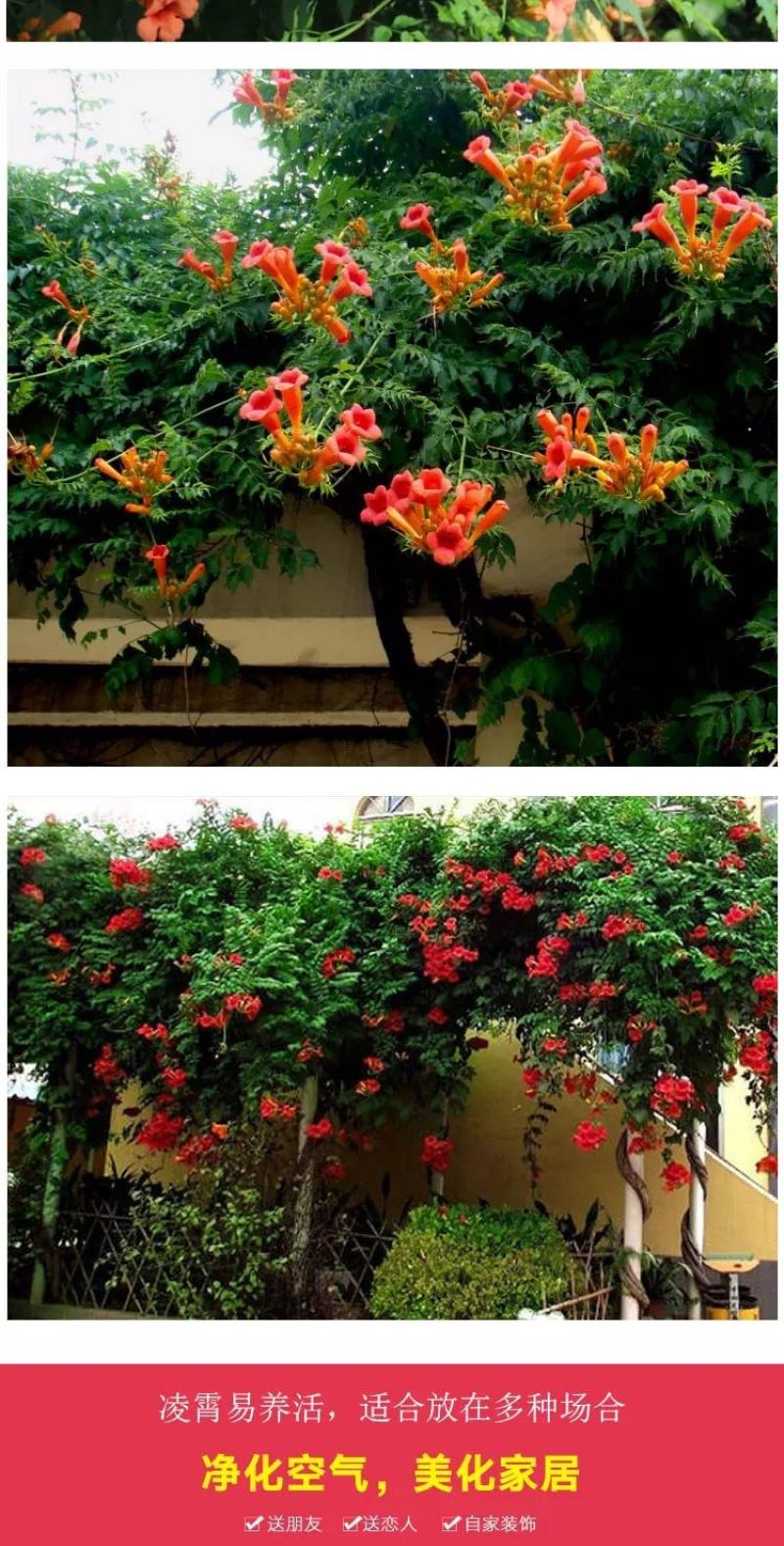 凌霄花苗盆栽四季爬墙藤本植物美国炮仗大花浓香庭院阳台老桩