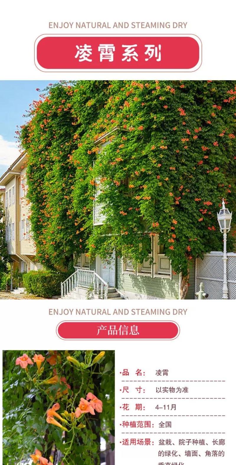凌霄花苗盆栽四季爬墙藤本植物美国炮仗大花浓香庭院阳台老桩